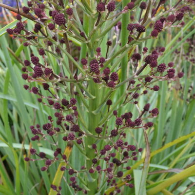 ERYNGIUM pandanifolium 'Physic Purple'