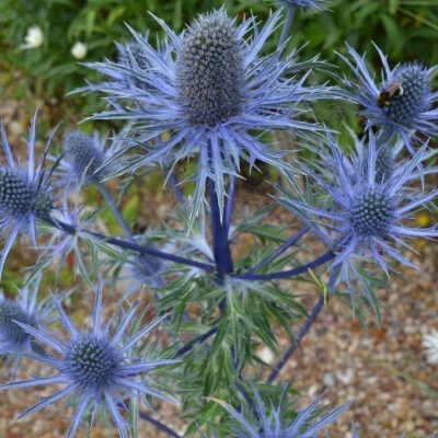 ERYNGIUM x zabelii 'Violetta'
