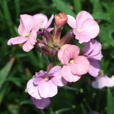 ERYSIMUM 'Constant Cheer'