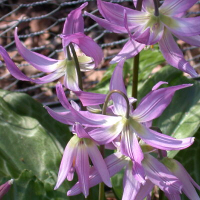 ERYTHRONIUM revolutum 'Wild Salmon'
