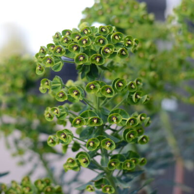 EUPHORBIA characias 'Blue Wonder'