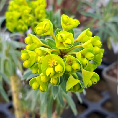 EUPHORBIA characias ssp. wulfenii