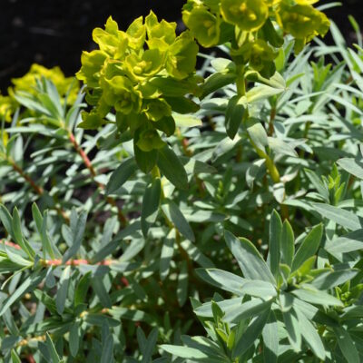 EUPHORBIA 'Blue Haze'