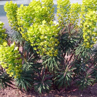 EUPHORBIA characias ssp. wulfenii 'Purple and Gold'