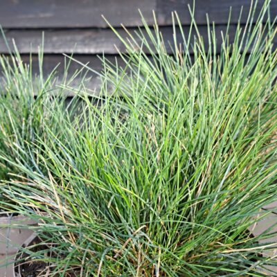 FESTUCA glauca INTENSE BLUE