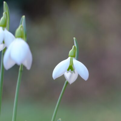 GALANTHUS plicatus 'Clare Blakeway Phillips'