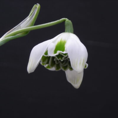 GALANTHUS 'Jaquenetta'