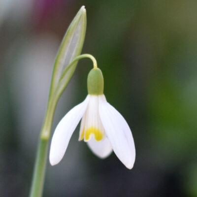 GALANTHUS nivalis 'Blonde Inge'