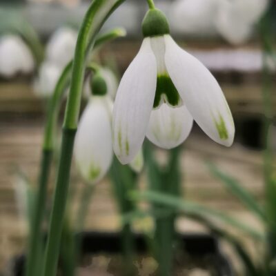 GALANTHUS nivalis 'Cornwood'