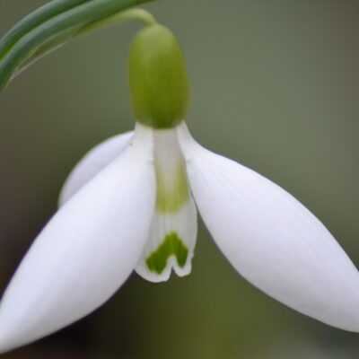 GALANTHUS elwessii 'David Shackleton'