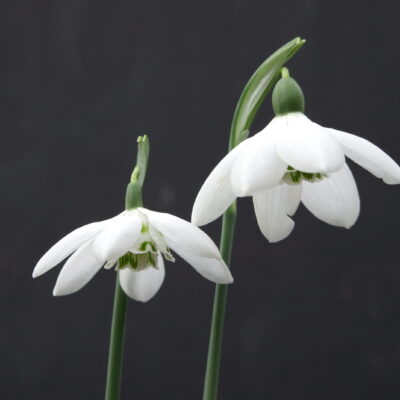 GALANTHUS elwesii 'Godfrey Owen'