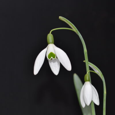 GALANTHUS 'Greenfields'