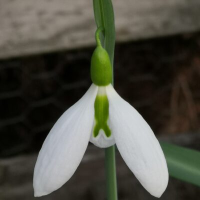 GALANTHUS plicatus 'Henham No. 1'