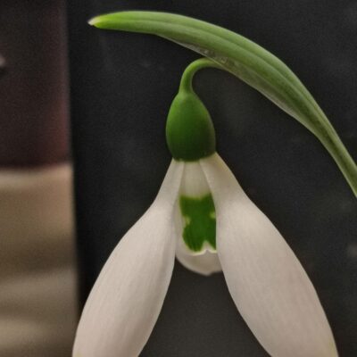 GALANTHUS elwesii 'Ivy Cottage Green Tip'