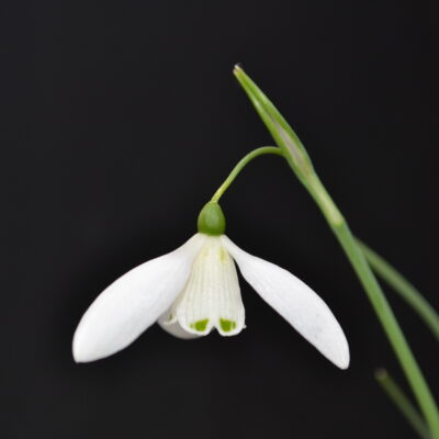 GALANTHUS 'Ketton'
