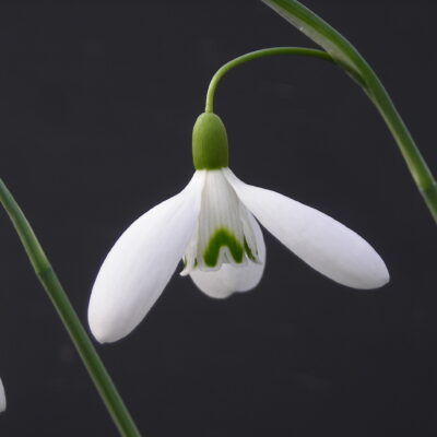 GALANTHUS 'Magnet'