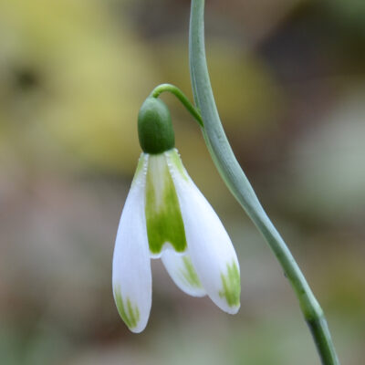 GALANTHUS 'Modern Art'
