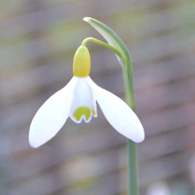 GALANTHUS 'Primrose Warburg'