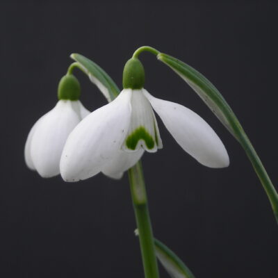 GALANTHUS 'S. Arnott'