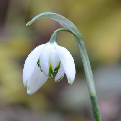 GALANTHUS 'Starling'