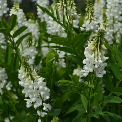 GALEGA officinalis 'Alba'