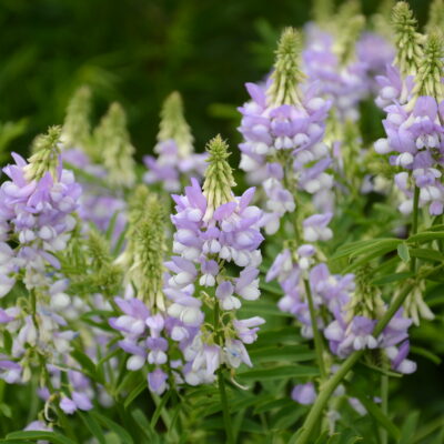GALEGA officinalis