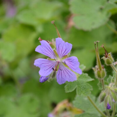 GERANIUM renardii 'Beldo'