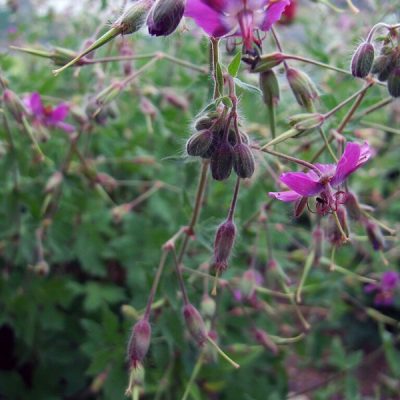GERANIUM monacense var. monacense 'Breckland Fever'