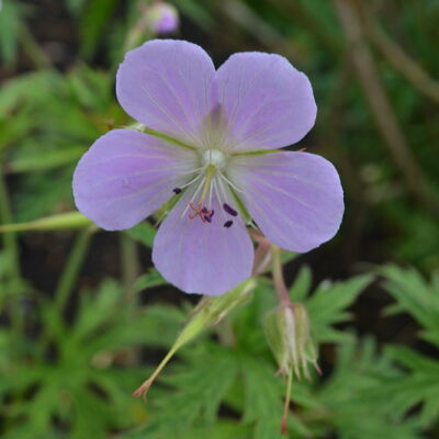 GERANIUM sanguineum 'Catforth Carnival'