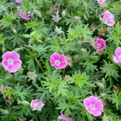 GERANIUM sanguineum 'Elke'