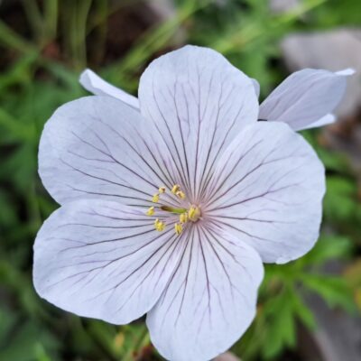 GERANIUM clarkei 'Kashmir White'