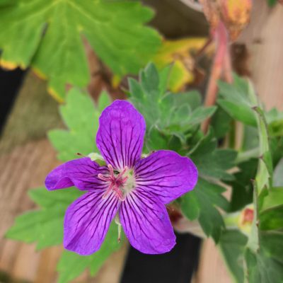 GERANIUM 'Larch Cottage Velvet'