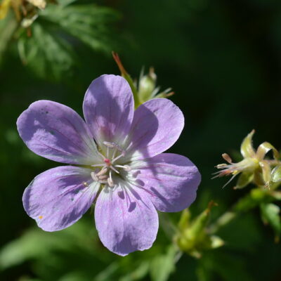 GERANIUM sylvaticum 'Miss Connie Wilson'