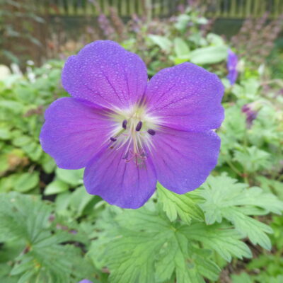GERANIUM himalayense 'Devil's Blue' (Mail Order)