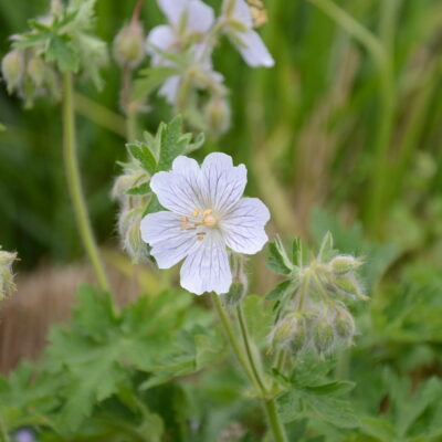 GERANIUM ibericum ssp. jubatum 'White Zigana'