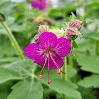 GERANIUM macrorrhizum 'Bevan's Variety'