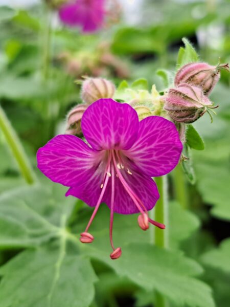 GERANIUM macrorrhizum 'Bevan's Variety'