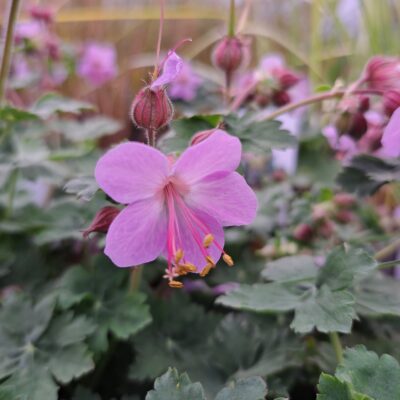 GERANIUM macrorrhizum 'Ingwersen's Variety'