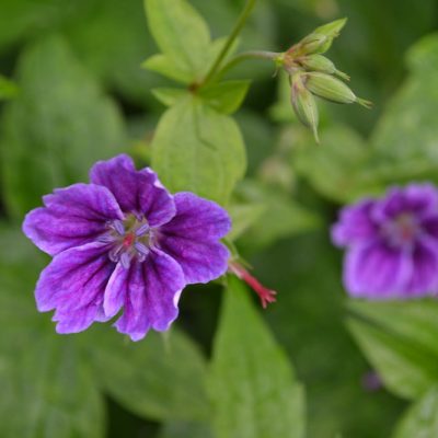 GERANIUM nodosum 'Clos de Coudray' (Mail Order)