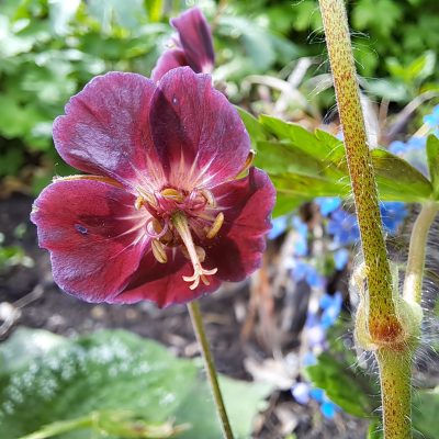 GERANIUM phaeum 'Samobor'
