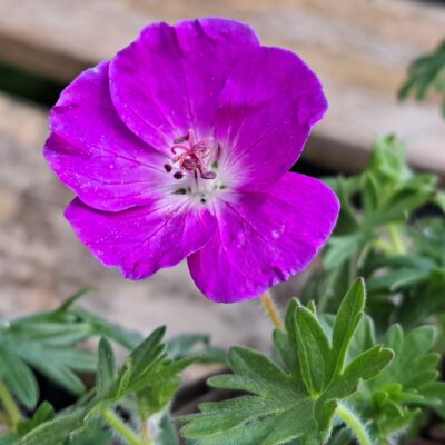 GERANIUM sanguineum 'Elsbeth'