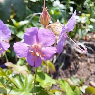 GERANIUM x cantabrigiense 'Cambridge'