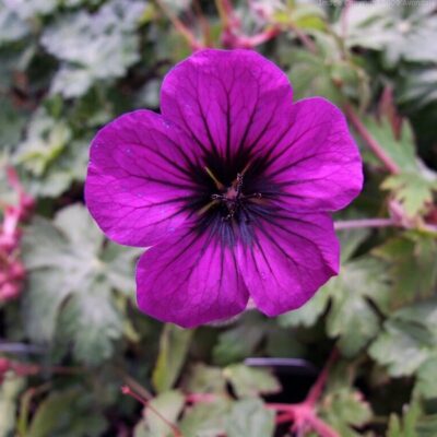 GERANIUM 'Ann Folkard' (Mail Order)