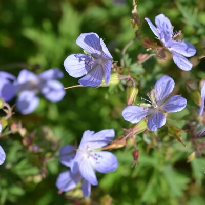 GERANIUM 'Blue Cloud'