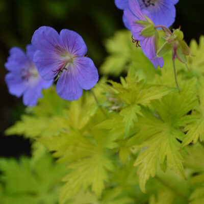 GERANIUM 'Blue Sunrise'