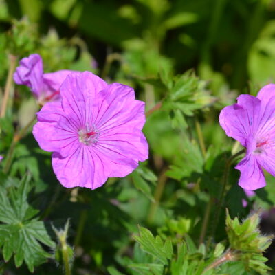 GERANIUM 'Blushing Turtle' (Mail Order)