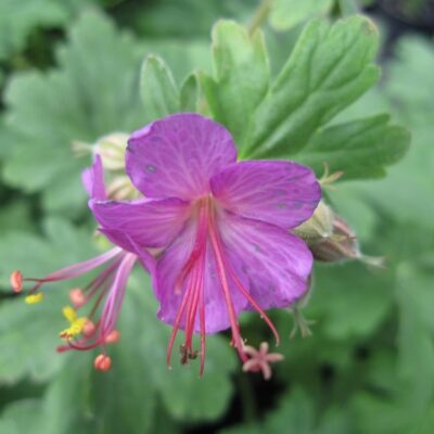 GERANIUM macrorrhizum 'Czakor'