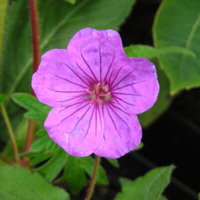 GERANIUM 'Dilys'
