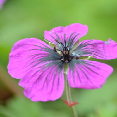 GERANIUM 'Dragon Heart'