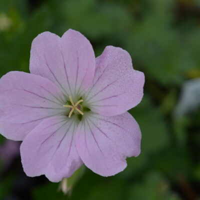 GERANIUM 'Dreamland'
